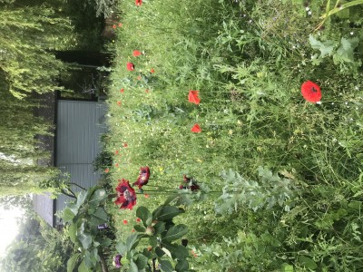 The meadow in bloom