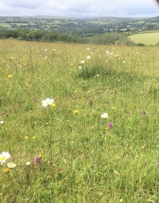 Permenant pasture above Avonwick looking across the Avon Valley and S Brent up to the moor - June.