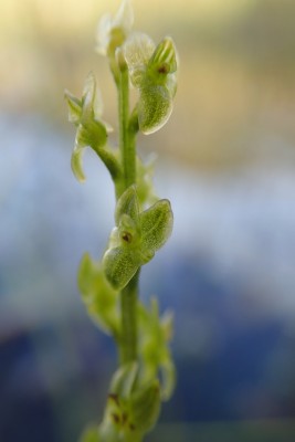 Bog Orchid, Swindale.jpg