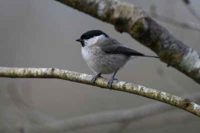 Marsh tit - vg.JPG