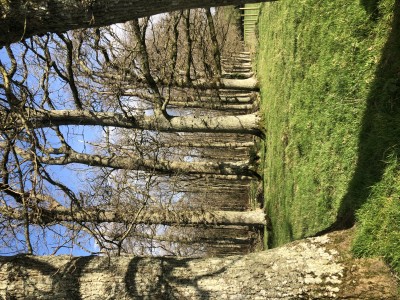 Looking into wood from pasture end