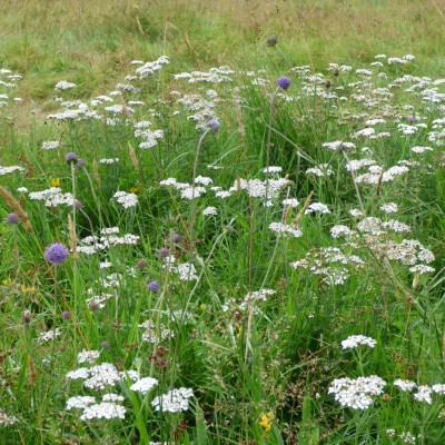 Amy B yarrow and devils bit scabious.JPG