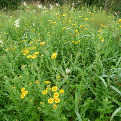 Amy 4 R fleabane and meadow sweet.JPG