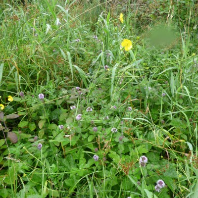 A watermint.JPG