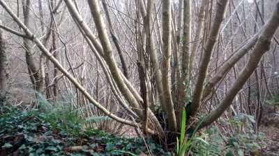 My neighbour's hazel coppice. A thing of beauty