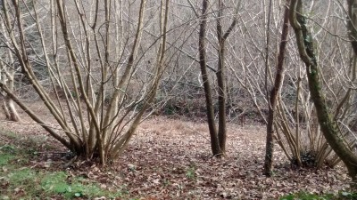 Hazel coppice