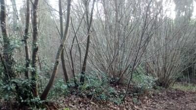 Hazel coppice