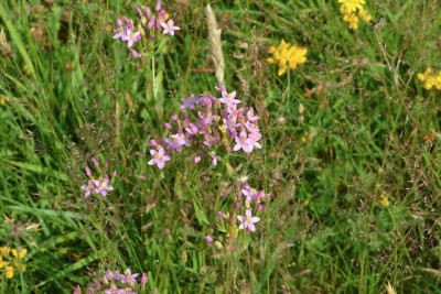 DSC_0793.jpeg