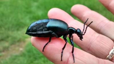 Oil beetle