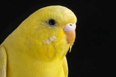 Yellow Budgie 1.jpg