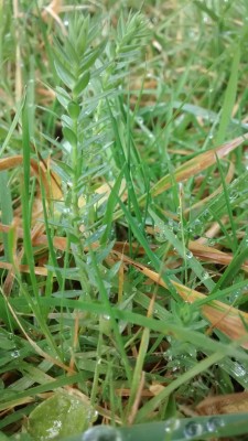 Close up of first plant