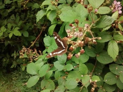 White admiral