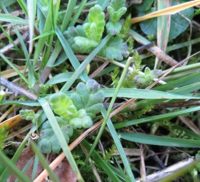 YellowRattleEmerging.jpg