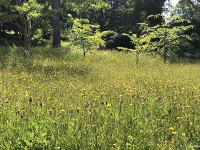 An area of wood meadow