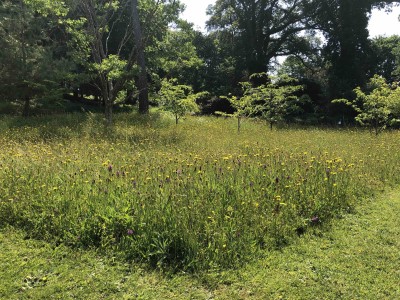 Mown edges suggest the long grassland areas are intentional