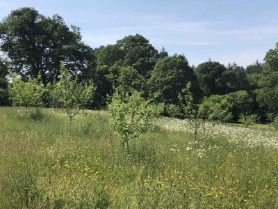 Flower-rich grassland in the orchard