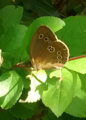 Ringlet in the sun