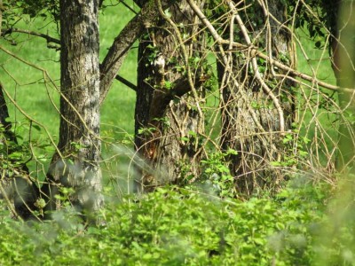 SpotTheWoodpecker.jpg