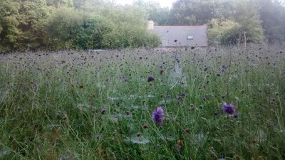 Devils Bit Scabious