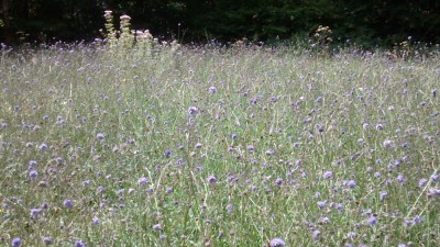 Devils Bit Scabious