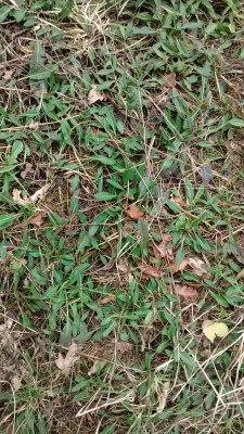 Sward in winter, devils bit scabious.