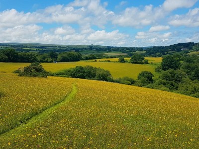 Hay meadows at Beetor Farm.jpg