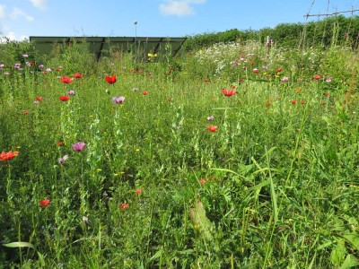 poppies.jpg