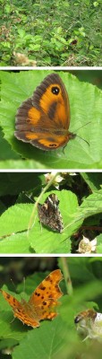 Meadow Brown + Red admiral, Gatekeeper, Comma, Comma on the brambles, 06/07/2023.