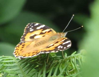 Painted Lady resting on bracken, 02/07/2023.