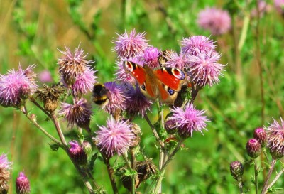 Peacock Butterfly on thistle