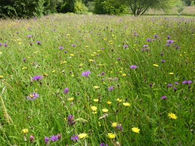 Rosemoor meadow.jpeg