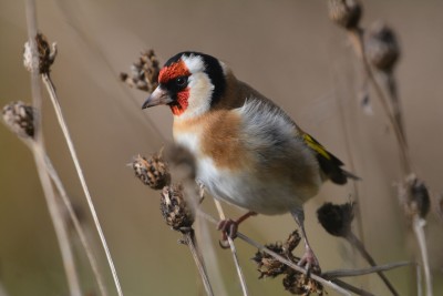 Goldfinch on Knapweed - resize.JPG