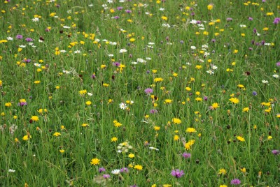 wildflower meadow.JPG