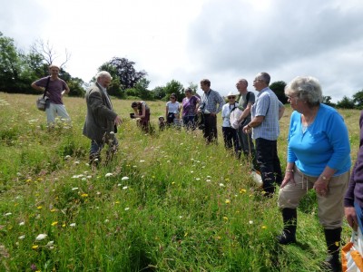 Enjoying our meadows.JPG