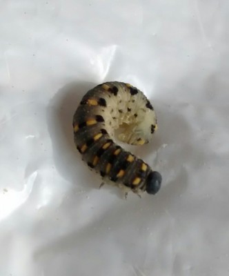 Caterpillar