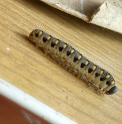 Mystery caterpillar