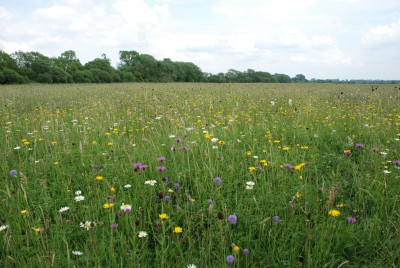 A wildflower meadow