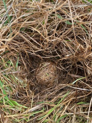 Harvest mouse solitary nest.jpeg