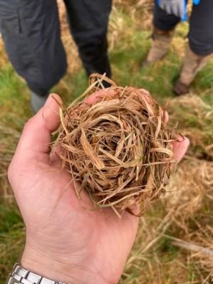 Harvest mouse breeding nest scale.jpeg