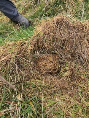 Hazel Dormouse nest.jpeg