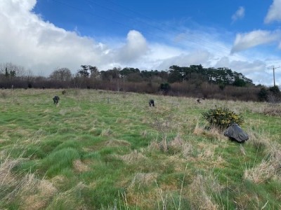 Searching tussocks.jpeg