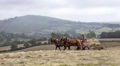 haymaking.jpg