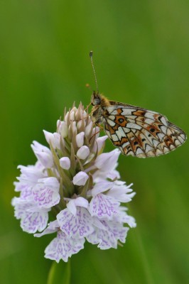 Small Pearl-bordered fritillary.jpg