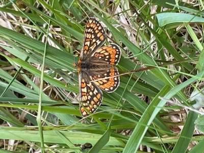 marsh fritillary butterfly