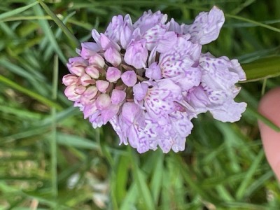 heath spotted orchid