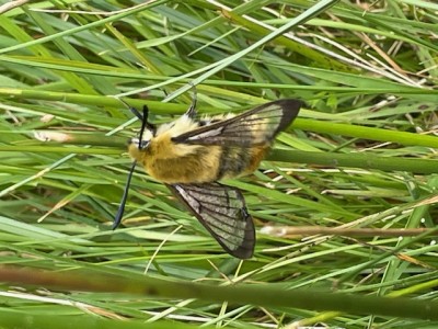 bee hawk moth