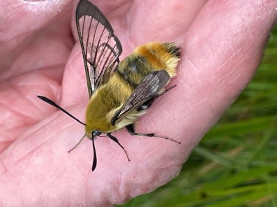 bee hawk moth