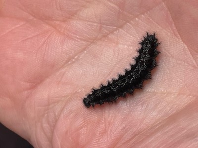 marsh fritillary caterpillar