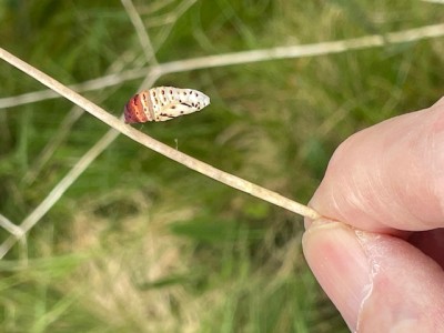 empty chrysalis