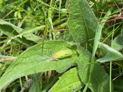 pupa, marsh fritillary